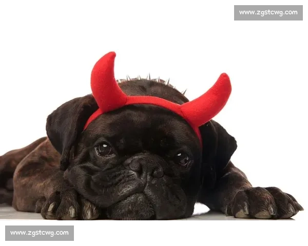 赛法斗:踢击独尊的优雅格斗艺术 赛法斗:踢击独尊的优雅格斗艺术